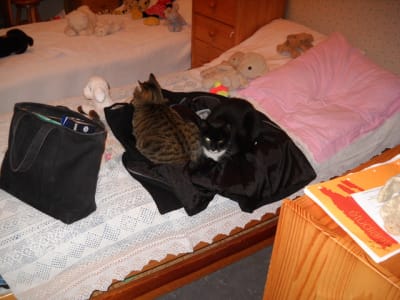 Dents 184 lyprvd - Eugenol