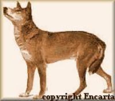 Dingo wnaogj - Eugenol