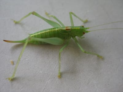 Disney 047 zng8g8 - Eugenol