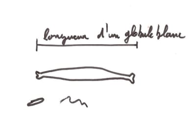 Espèce de vers ktzxtv - Eugenol