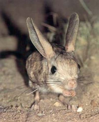 Gerboises fgeacp - Eugenol