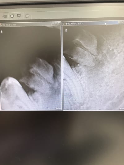 Irtn8pb1fdejva3i2udr - Eugenol