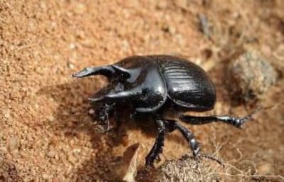 Itflw5qwmqdbq8m1c30eikvqzgkr - Eugenol