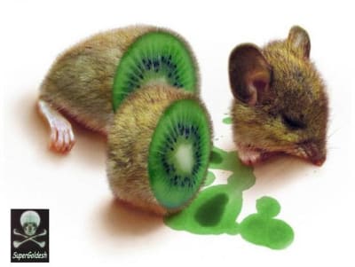 Kiwi dnmodg - Eugenol