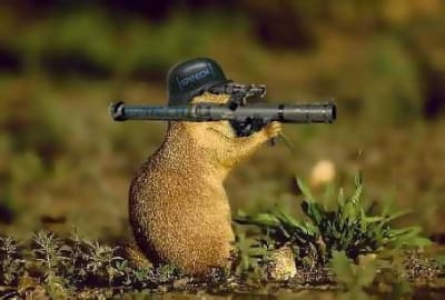 La marmotte est mon amie tin6ie - Eugenol