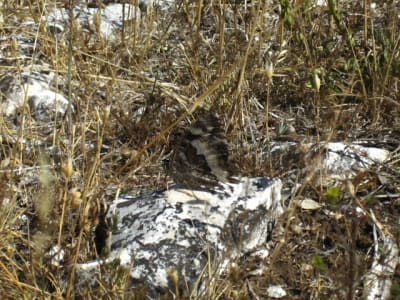 Luberon 013 c125nk - Eugenol