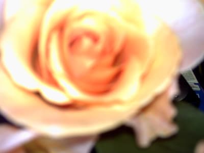 Micro 003 sefn5g - Eugenol