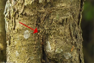 Mimetisme 8 udkvyl - Eugenol