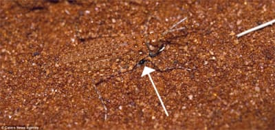 Mimetisme 9 vzkdnq - Eugenol