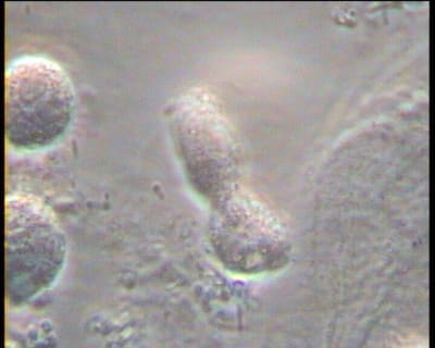 Mme x 2 gdd9yo - Eugenol