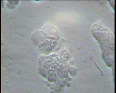 Mr x 1 mia4wz - Eugenol