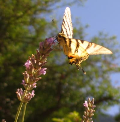 Papillon hm4y7b - Eugenol