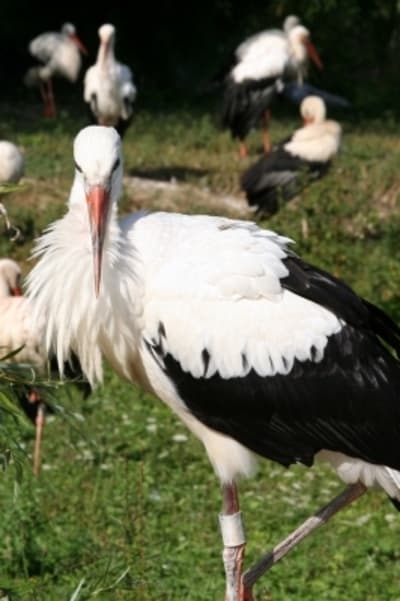 Parc des cygognes m3hbjp - Eugenol