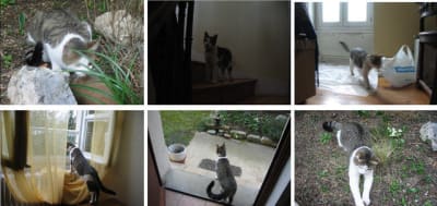 Petite visite itdiyj - Eugenol