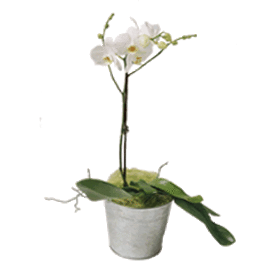 Phalenopsis2 aoq3bk - Eugenol