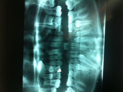 Photo 1 j7jykb - Eugenol