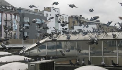 Pigeons 2 mfkzum - Eugenol