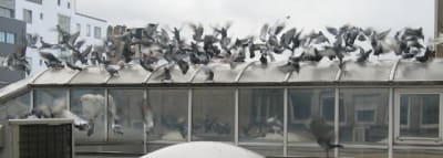 Pigeons 3 mgumee - Eugenol