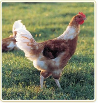 Poulet blanc gme7cq - Eugenol