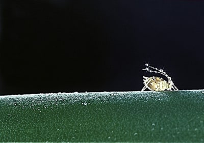 Puceron 1 d k5lzkl - Eugenol