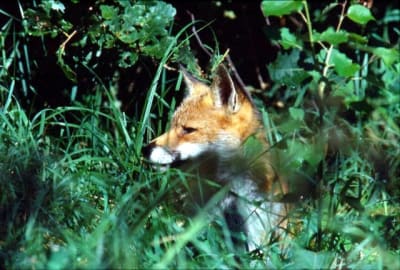 Renard regarde1 aob9ej - Eugenol