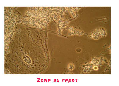 Repos lcqsnm - Eugenol