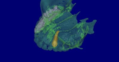 Richard 3d2 mb6obn - Eugenol