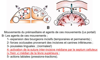 Role du frein labial g1yqoz - Eugenol