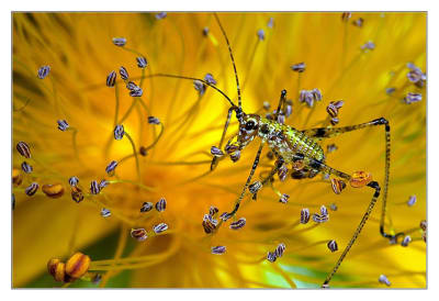 Sauterelle bkfwcs - Eugenol