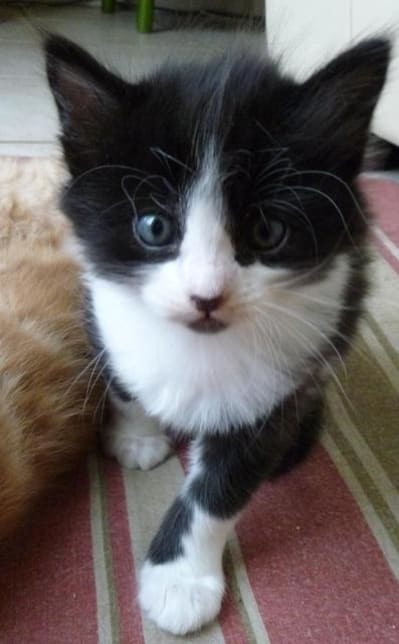 Septembre 2009 106 wptf9h - Eugenol