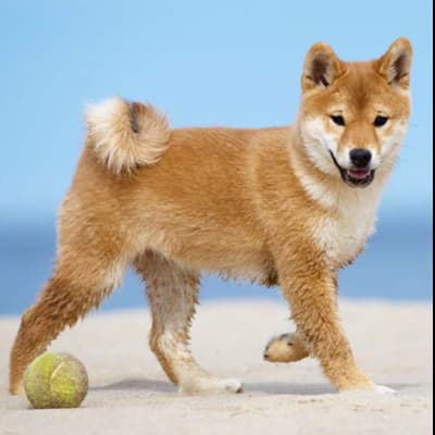 Shiba inu balle fpdtvu - Eugenol