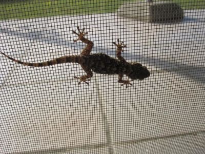 Tarente 2009 g8ahhy - Eugenol