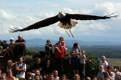 Volerie des aigles zgouqj - Eugenol