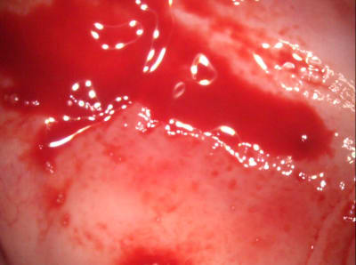 Wg7jvdpuek1dux08jv5x - Eugenol