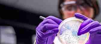 A scientist wearing purple gloves and safety glasses holds and examines a petri dish with blue bacterial colonies in a laboratory setting.