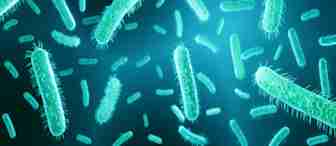 A digital illustration depicting numerous green, rod-shaped bacteria with hair-like projections, set against a dark, bluish background. The bacteria are floating and appear magnified, highlighting their detailed cellular structures.