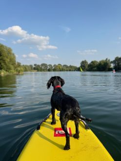 black dog on a yellow paddleboard, looking out over the lake