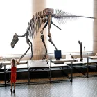 A Dinosaur Skeleton in a Museum of Natural Sciences Display in Brussels