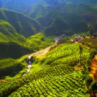 Landscape of the Cameron Highlands at dusk