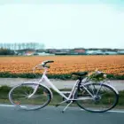 A Bicycle Parked on a Road by a Field of Orange Tulips