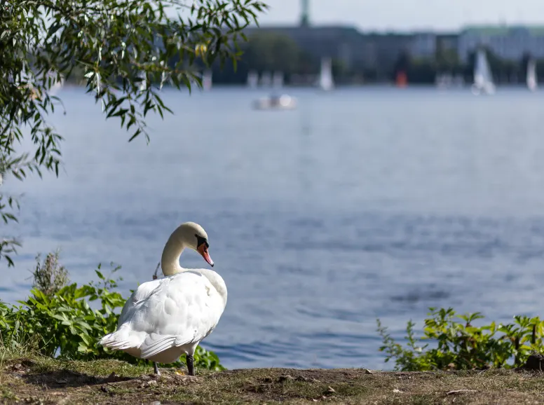 Swan by a Lake in Hamburg