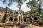 Ruins around Tree at Ta Phrom Temple Cambodia
