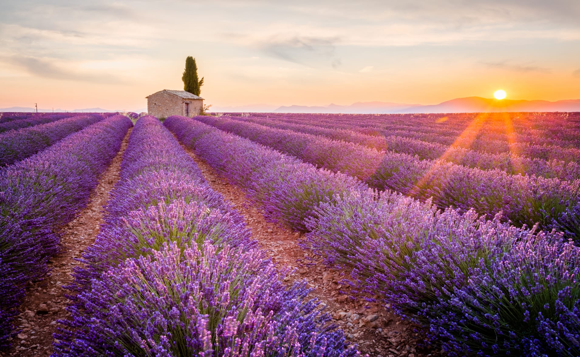 Lavender Fields of Provence with sunset in background