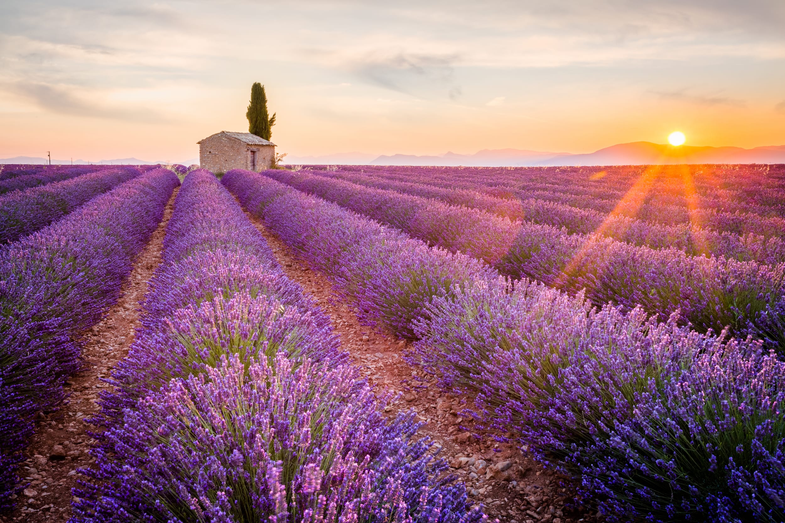 Lavender Fields of Provence with sunset in background