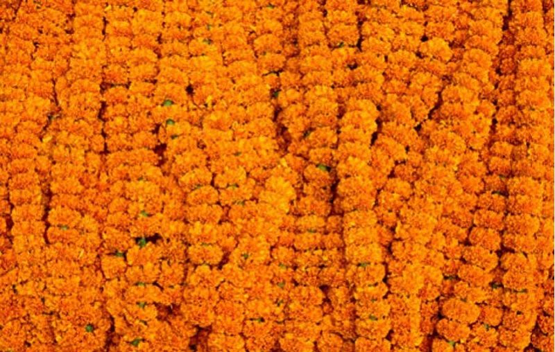 सय रुपैयाँको सयपत्री माला ७० रुपैयाँमा बेचेपछि ग्राहकको भिड