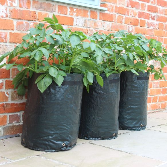 Potato Patio Planters | Haxnicks