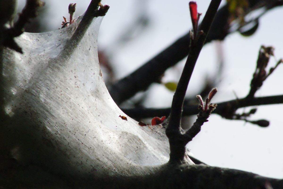 Nest der Gespinstmotte in einem Apfelbaum