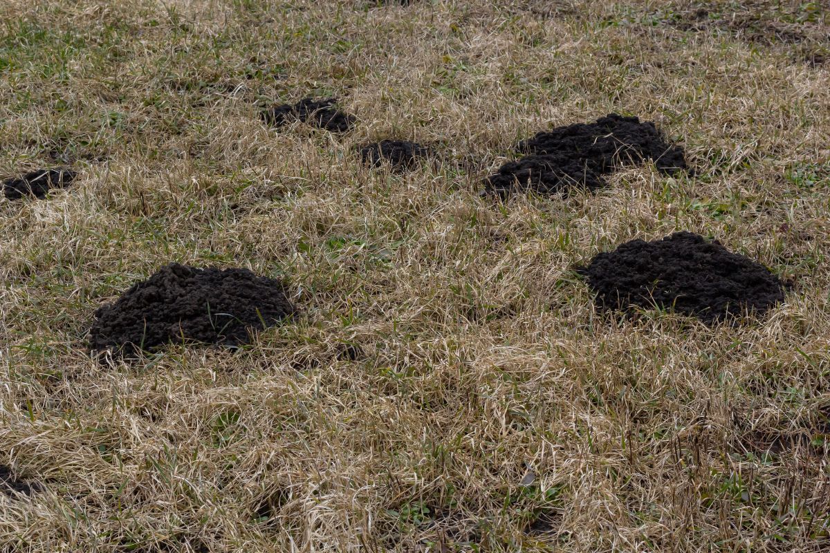 Frische Maulwurfshügel auf einem trockenen Rasen, die die Notwendigkeit von effektiven, aber schonenden Vertreibungsmethoden verdeutlichen.