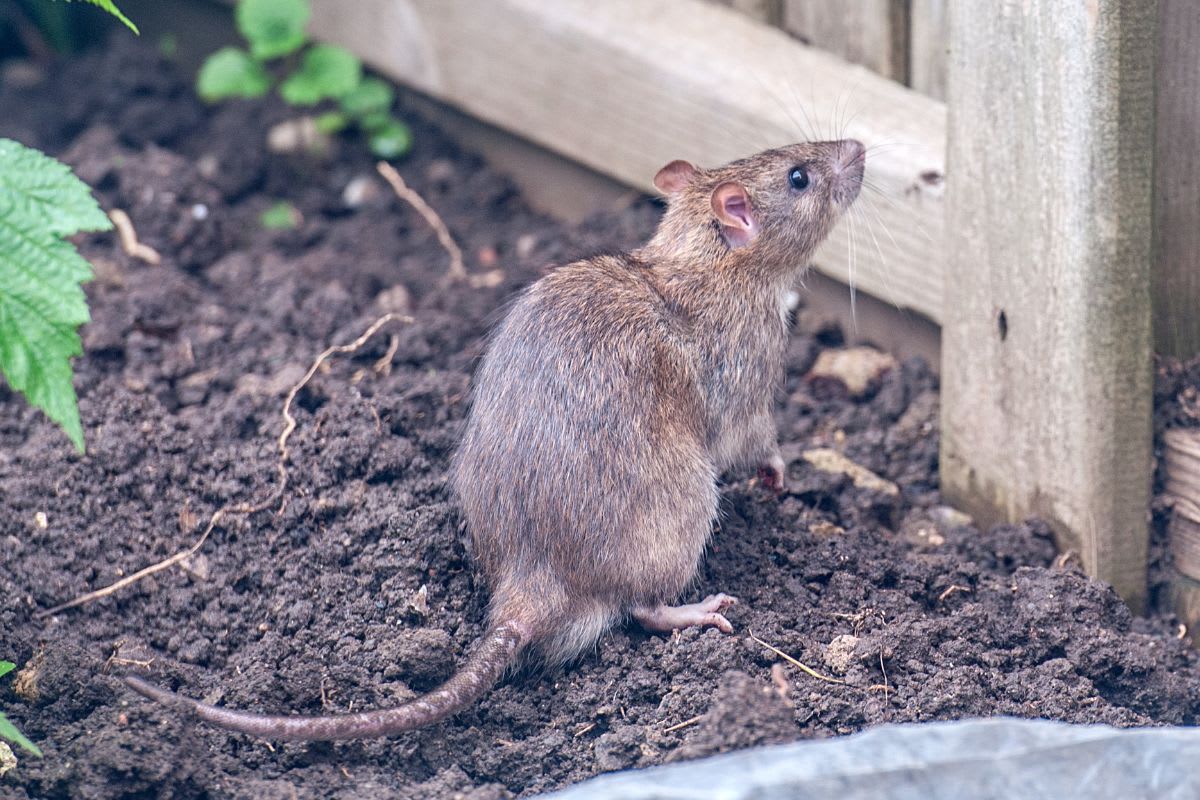 Ratten im Garten: Was tun gegen diese Nager?