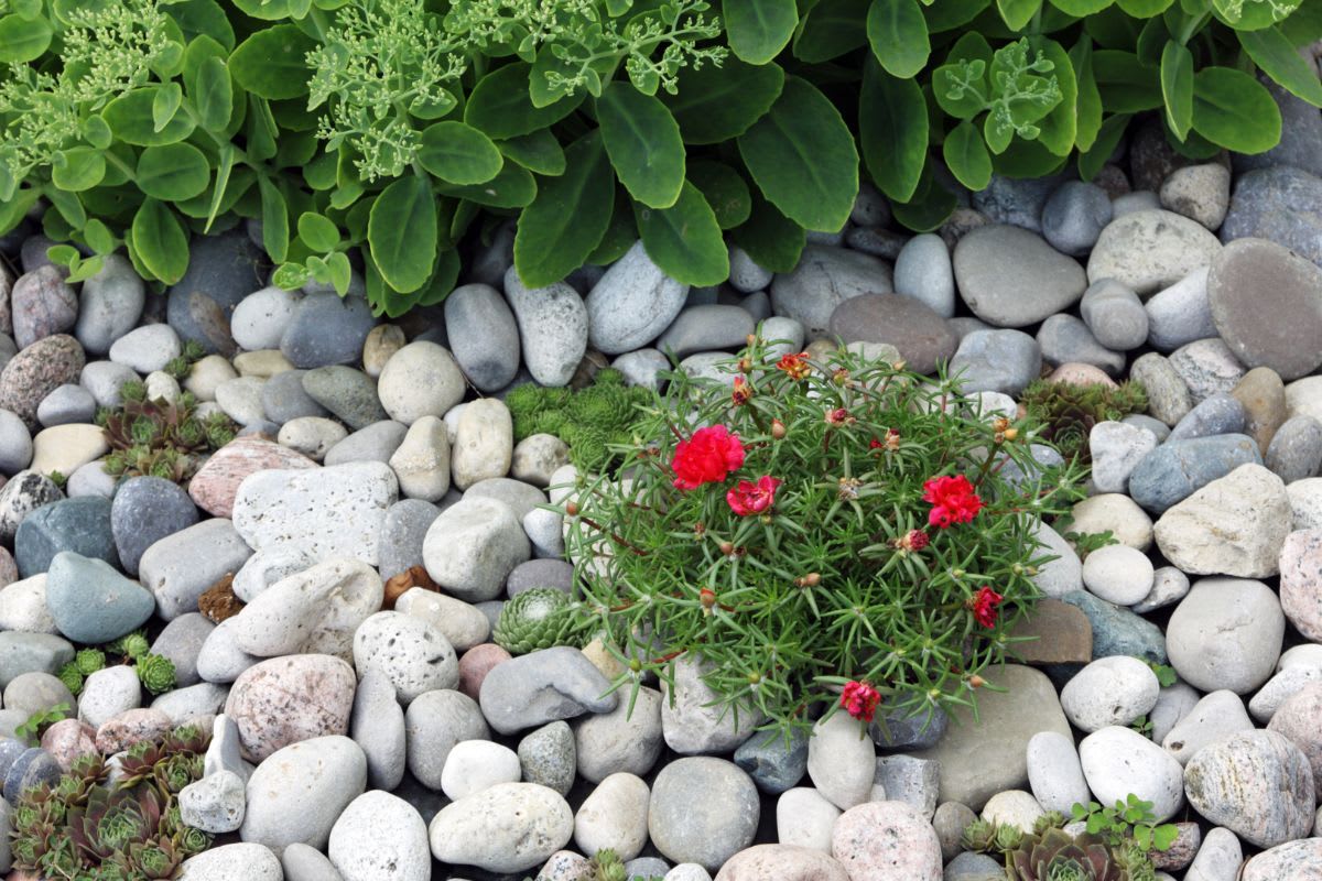 Sukkulenten eingebettet in einen Steingarten, umgeben von weißen Kieselsteinen, als Beispiel für pflanzliche Gestaltungsoptionen für Steingärten, wie in unserem Artikel besprochen.
